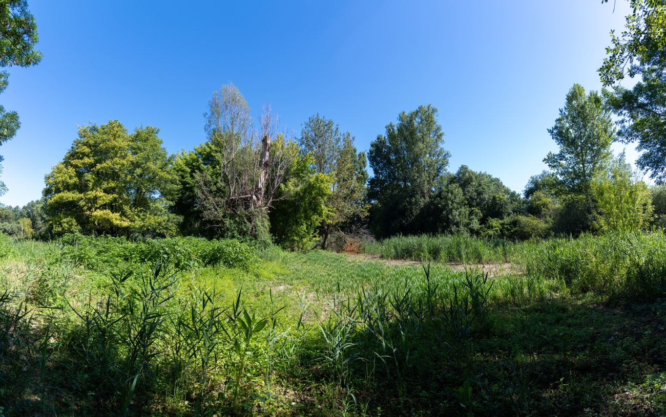 roselière de rispou à Grisolles (82)
